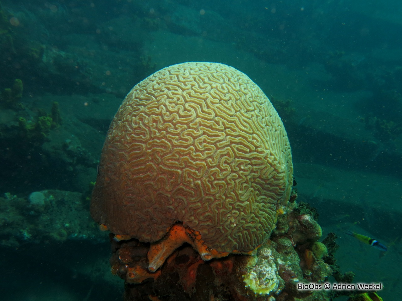 Corail-cerveau de Neptune - Diploria labyrinthiformis - Adrien Weckel - BioObs