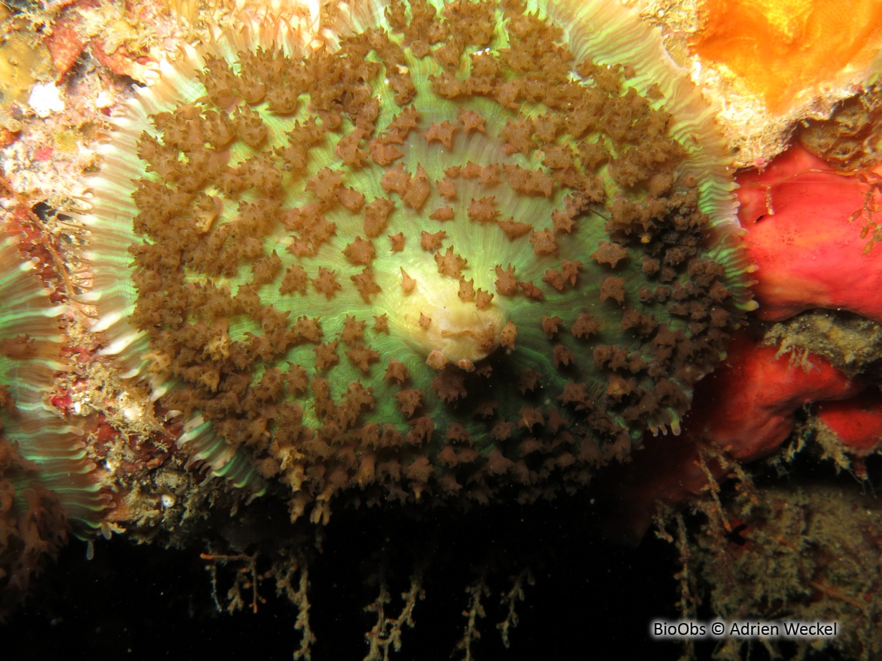 Corallimorphaire verruqueux - Rhodactis osculifera - Adrien Weckel - BioObs