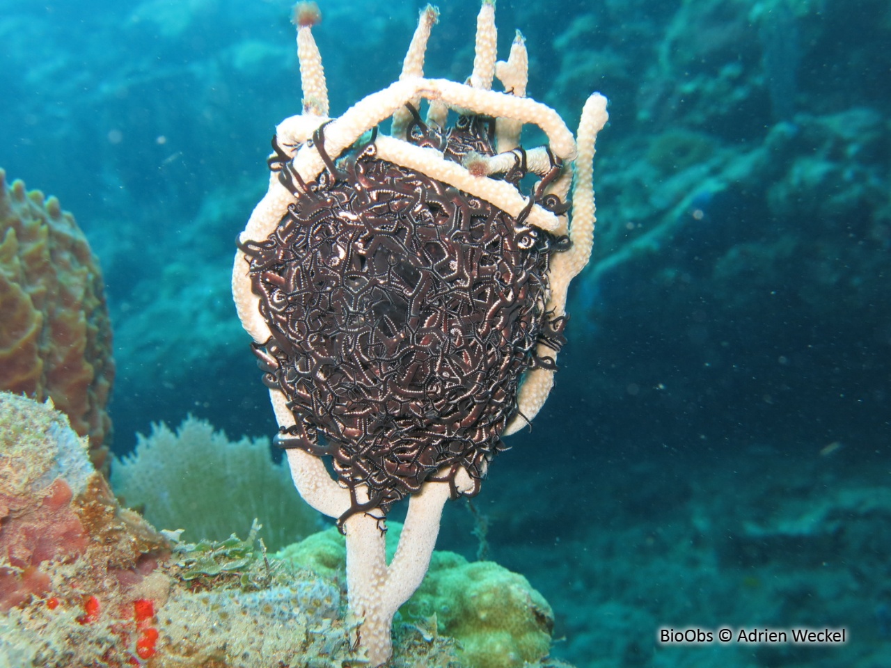 Gorgonocéphale géant - Astrophyton muricatum - Adrien Weckel - BioObs