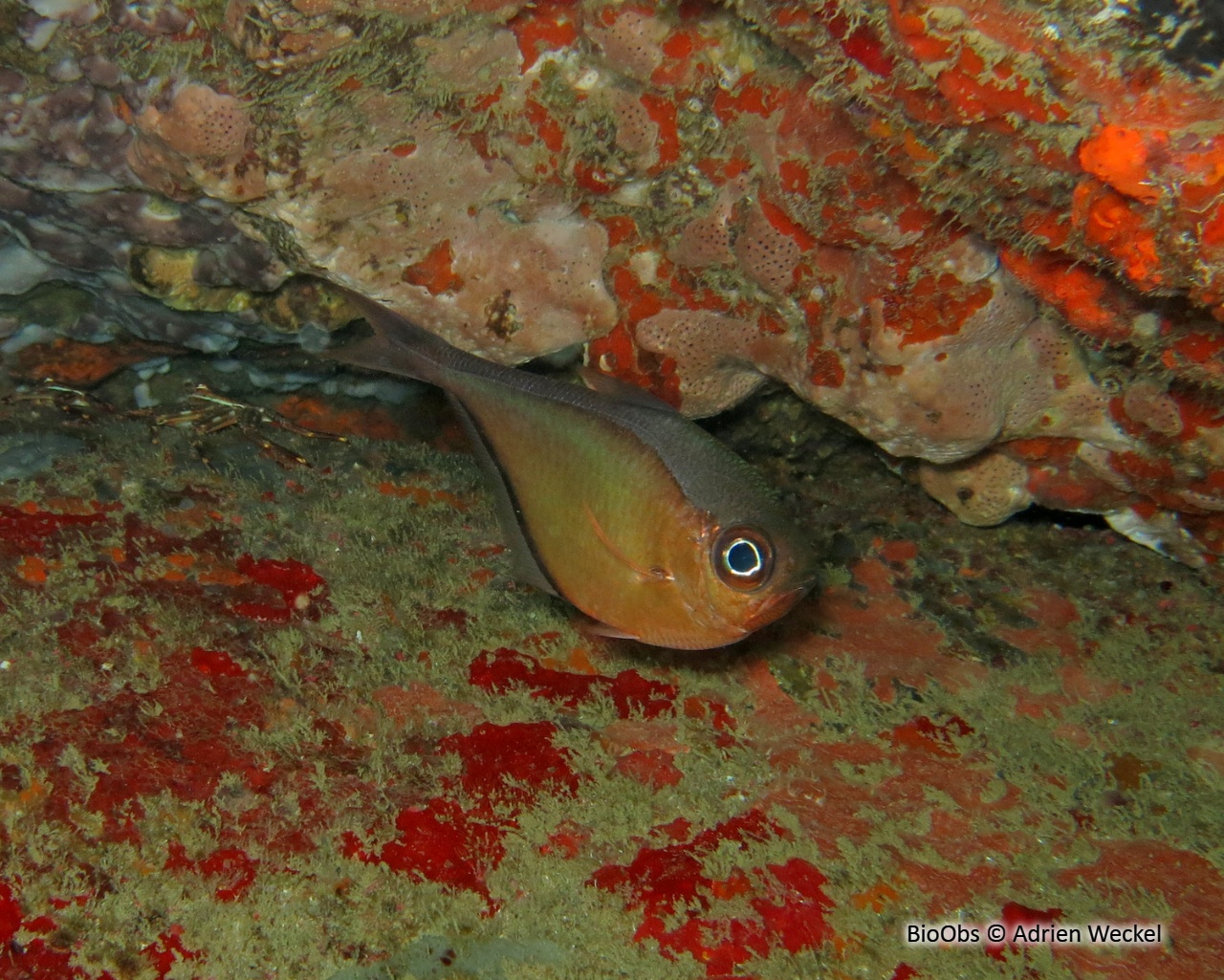 Hachette cuivré - Pempheris schomburgkii - Adrien Weckel - BioObs