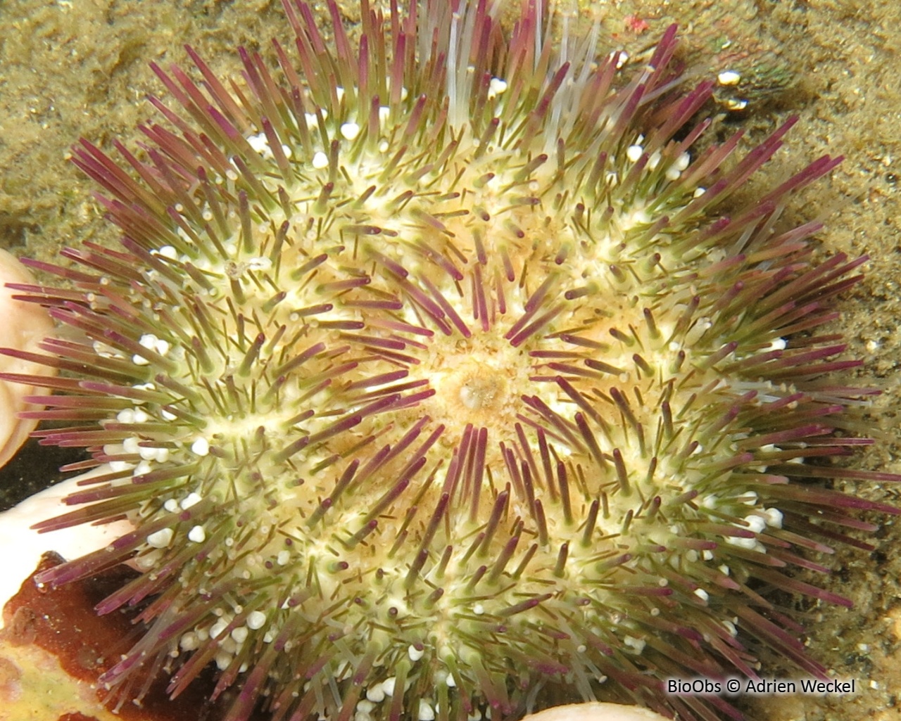 Oursin multicolore - Lytechinus variegatus - Adrien Weckel - BioObs