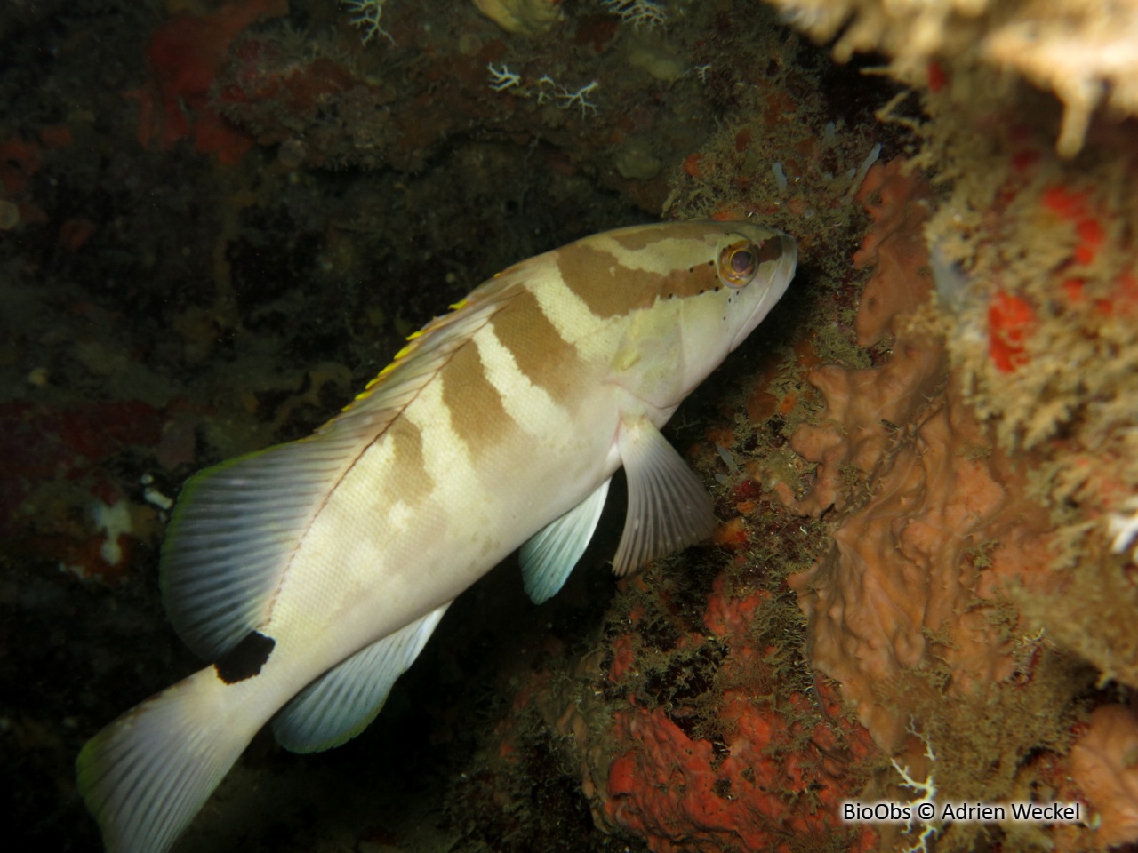 Mérou de Nassau - Epinephelus striatus - Adrien Weckel - BioObs