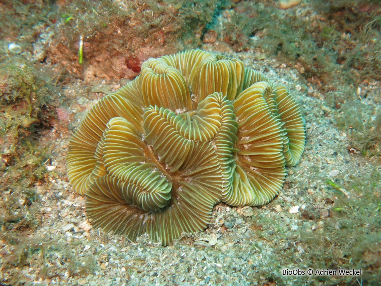 Corail méandreux - Meandrina meandrites - Adrien Weckel - BioObs