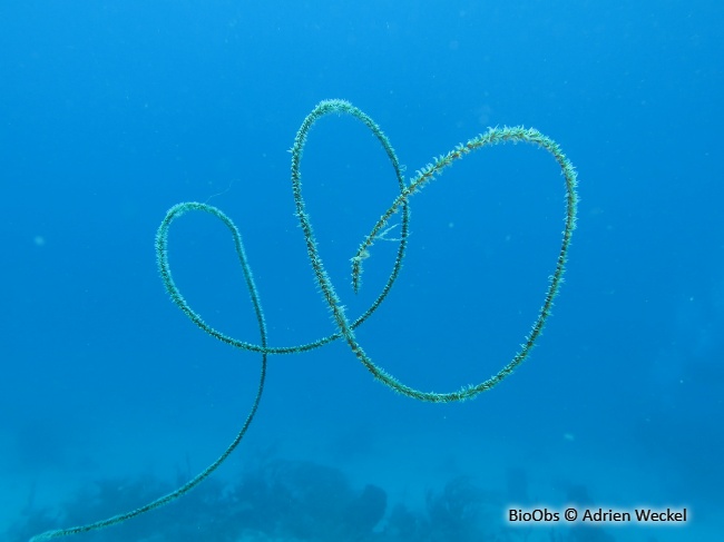 Corail fil de fer - Stichopathes luetkeni - Adrien Weckel - BioObs