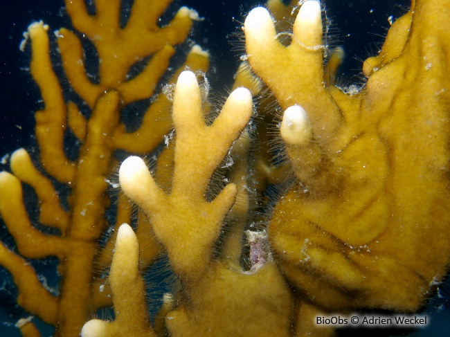 Corail de feu branchu - Millepora alcicornis - Adrien Weckel - BioObs