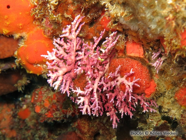 Corail dentelle rose - Stylaster roseus - Adrien Weckel - BioObs