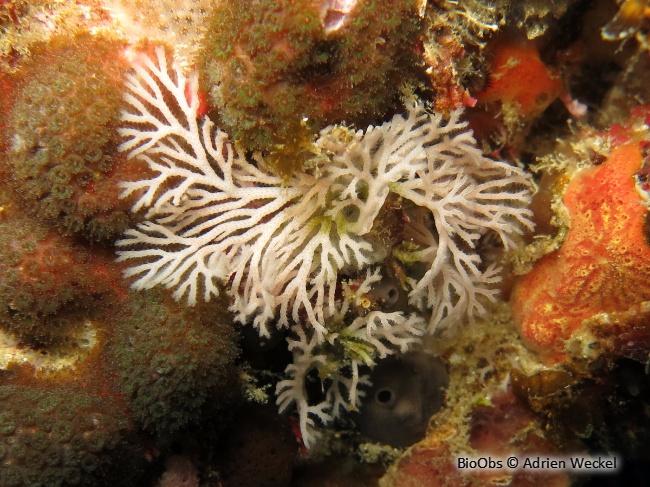 Bryozoaire-eventail blanc - Reteporellina evelinae - Adrien Weckel - BioObs