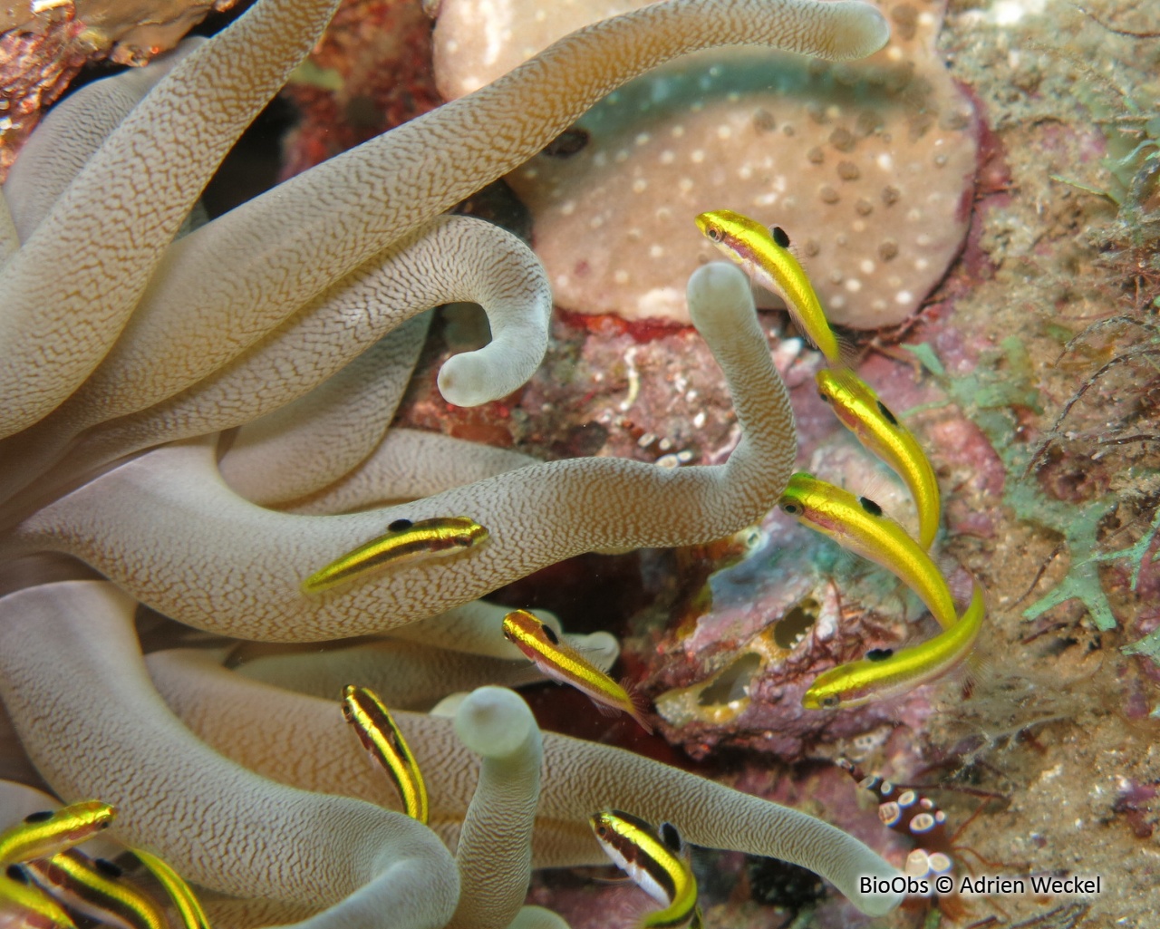 Girelle à tête bleue - Thalassoma bifasciatum - Adrien Weckel - BioObs