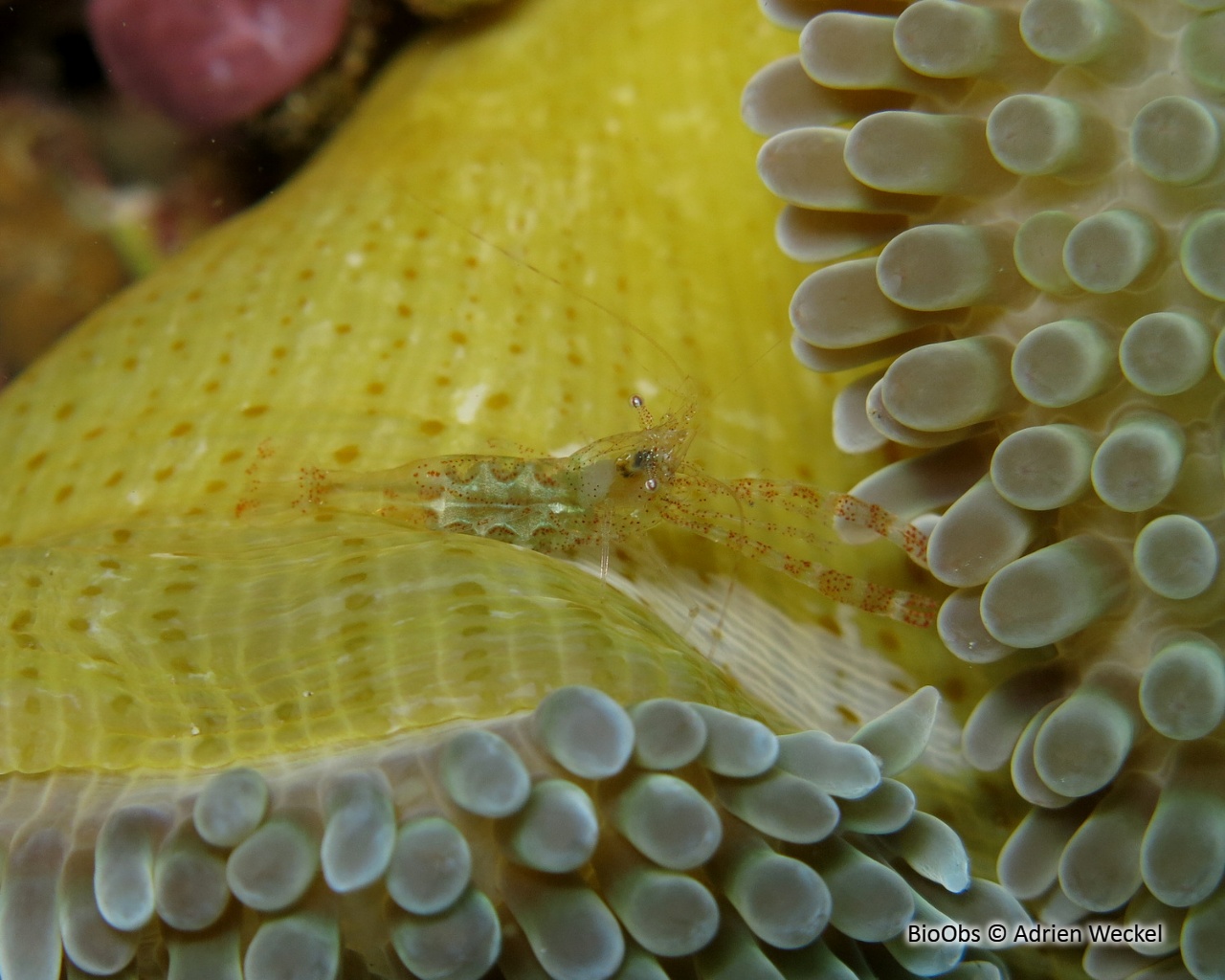 Crevette des anémones-soleil - Periclimenes rathbunae - Adrien Weckel - BioObs