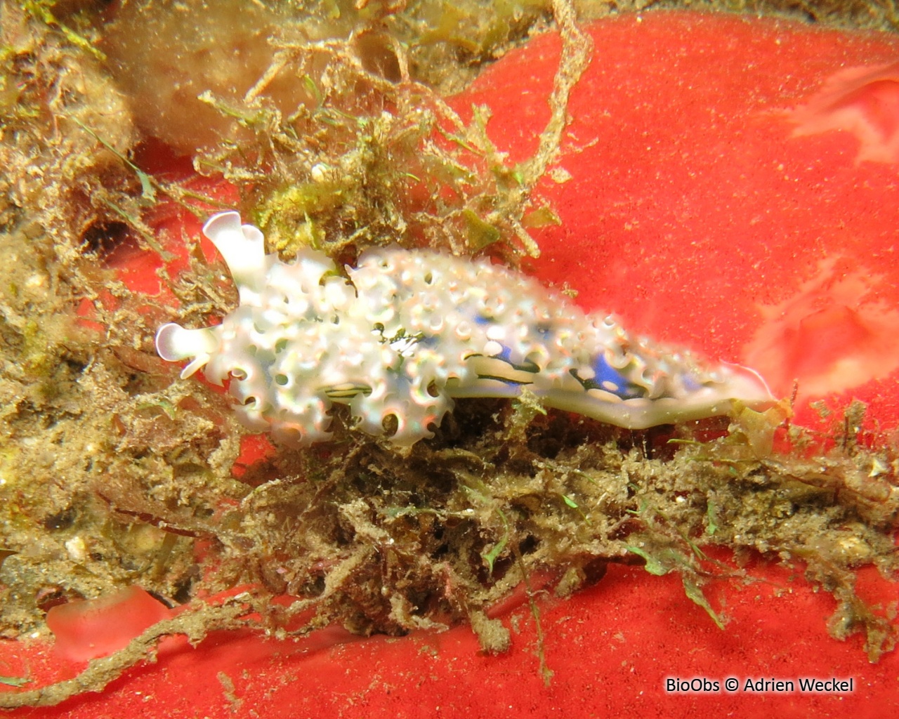 Limace de mer frisée - Elysia crispata - Adrien Weckel - BioObs