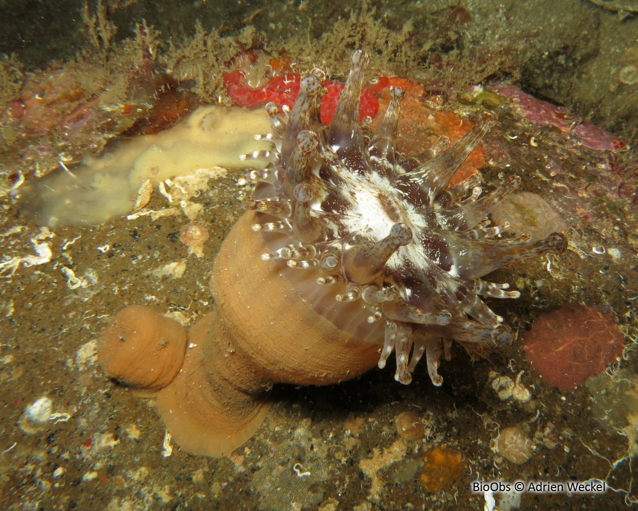 Anémone américaine - Telmatactis cricoides - Adrien Weckel - BioObs