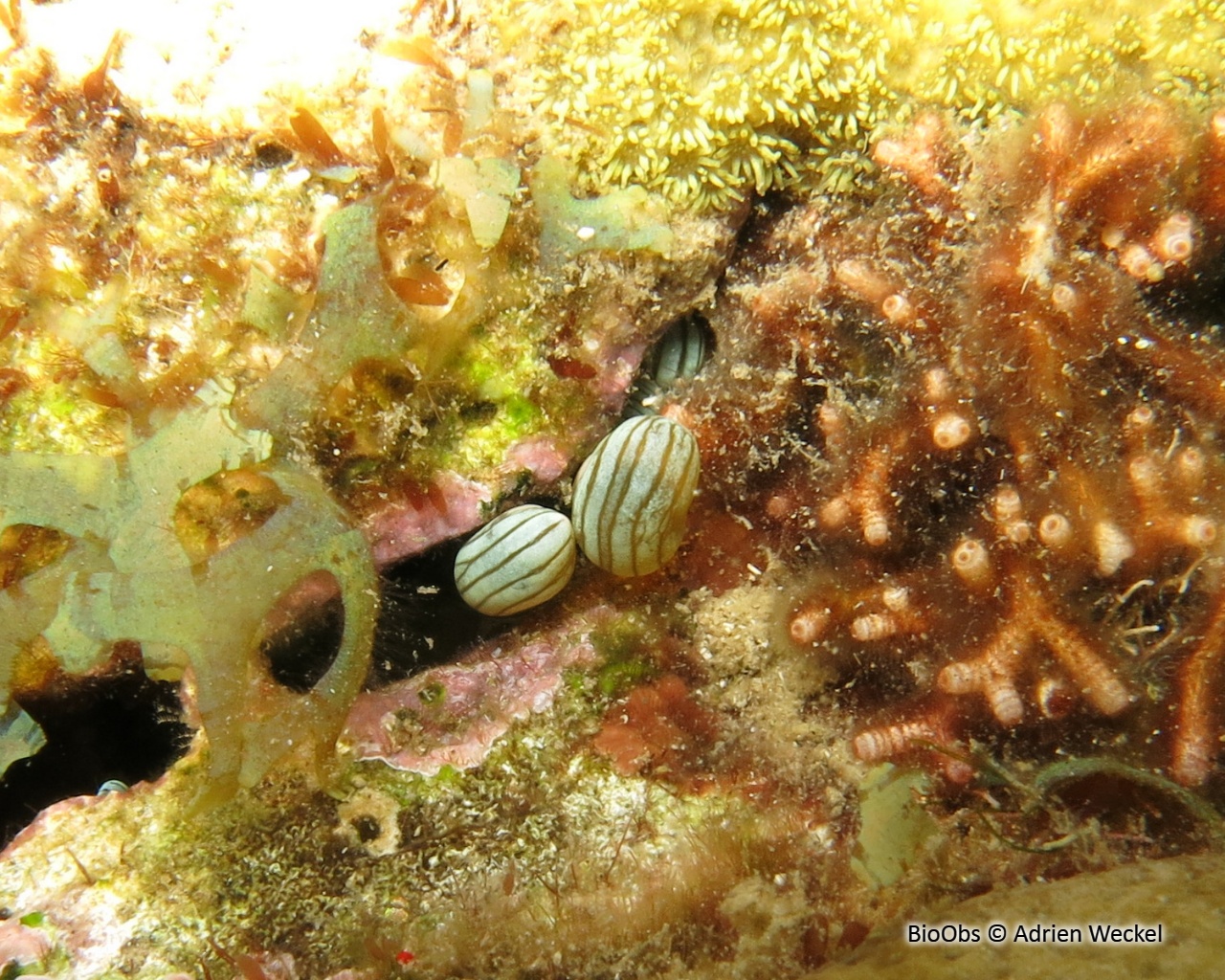Anémone secrète - Lebrunia coralligens - Adrien Weckel - BioObs