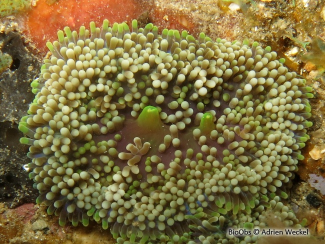 Corallimorphaire de floride - Ricordea florida - Adrien Weckel - BioObs