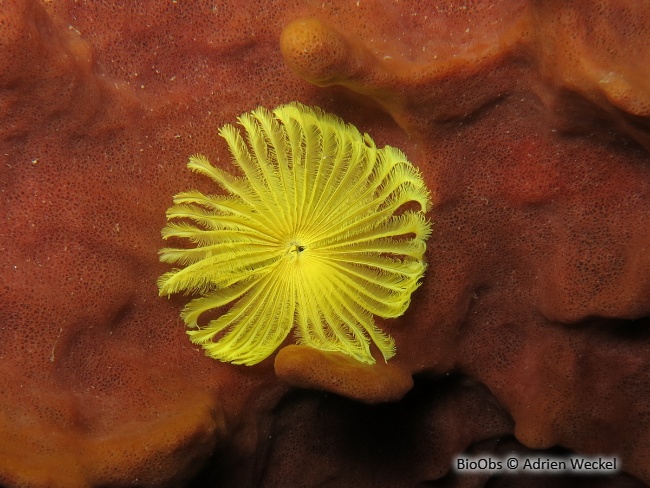 Sabelle jaune des Caraïbes - Notaulax occidentalis - Adrien Weckel - BioObs