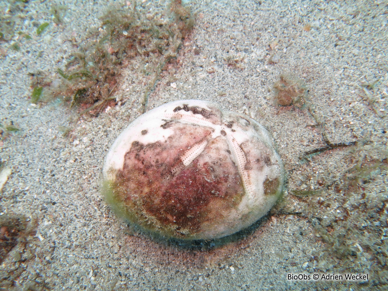 Spatangue rouge - Meoma ventricosa - Adrien Weckel - BioObs