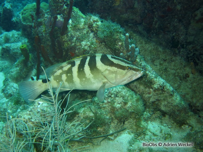 Mérou de Nassau - Epinephelus striatus - Adrien Weckel - BioObs