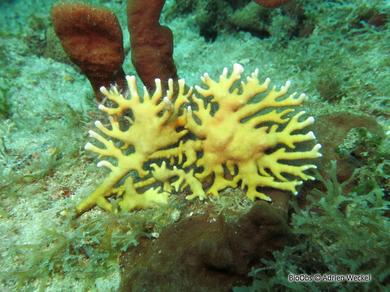 Corail de feu branchu - Millepora alcicornis - Adrien Weckel - BioObs