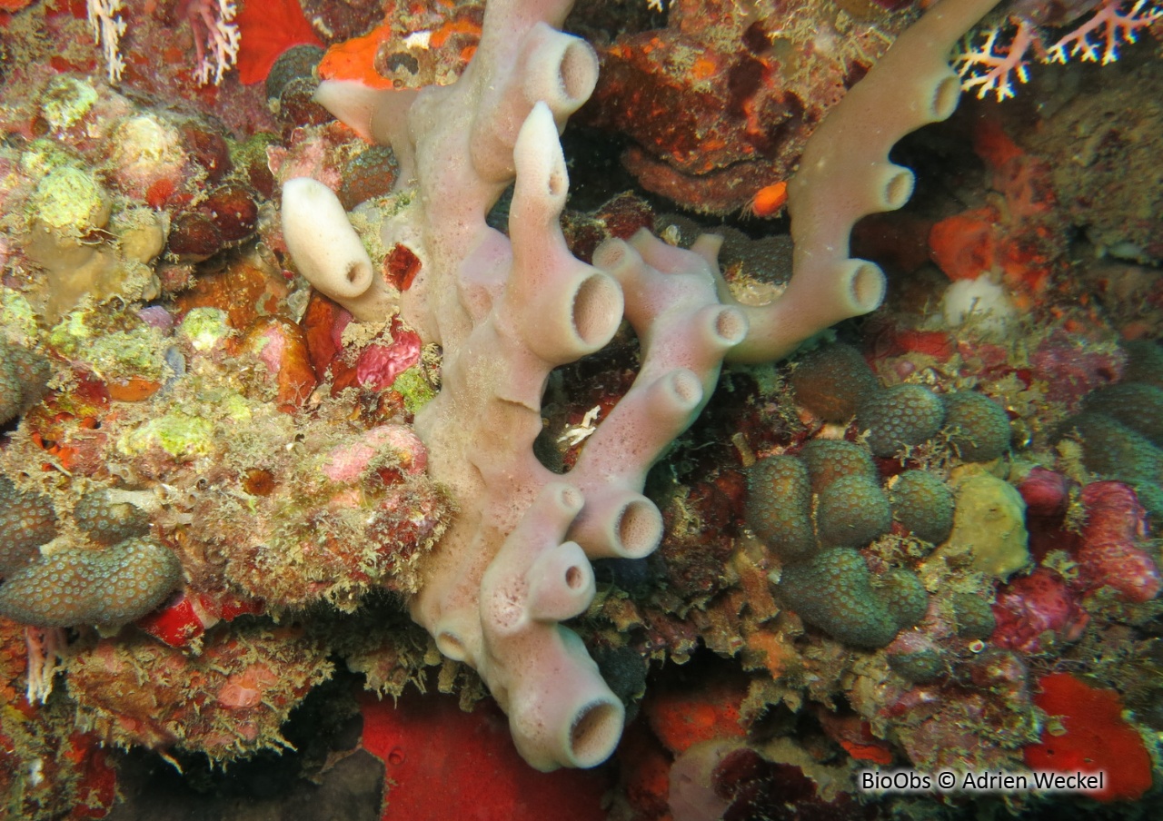 Eponge-pieuvre mauve rose - Callyspongia (Callyspongia) fallax - Adrien Weckel - BioObs