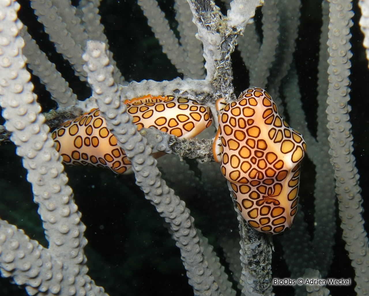 Monnaie caraïbe à ocelles - Cyphoma gibbosum - Adrien Weckel - BioObs