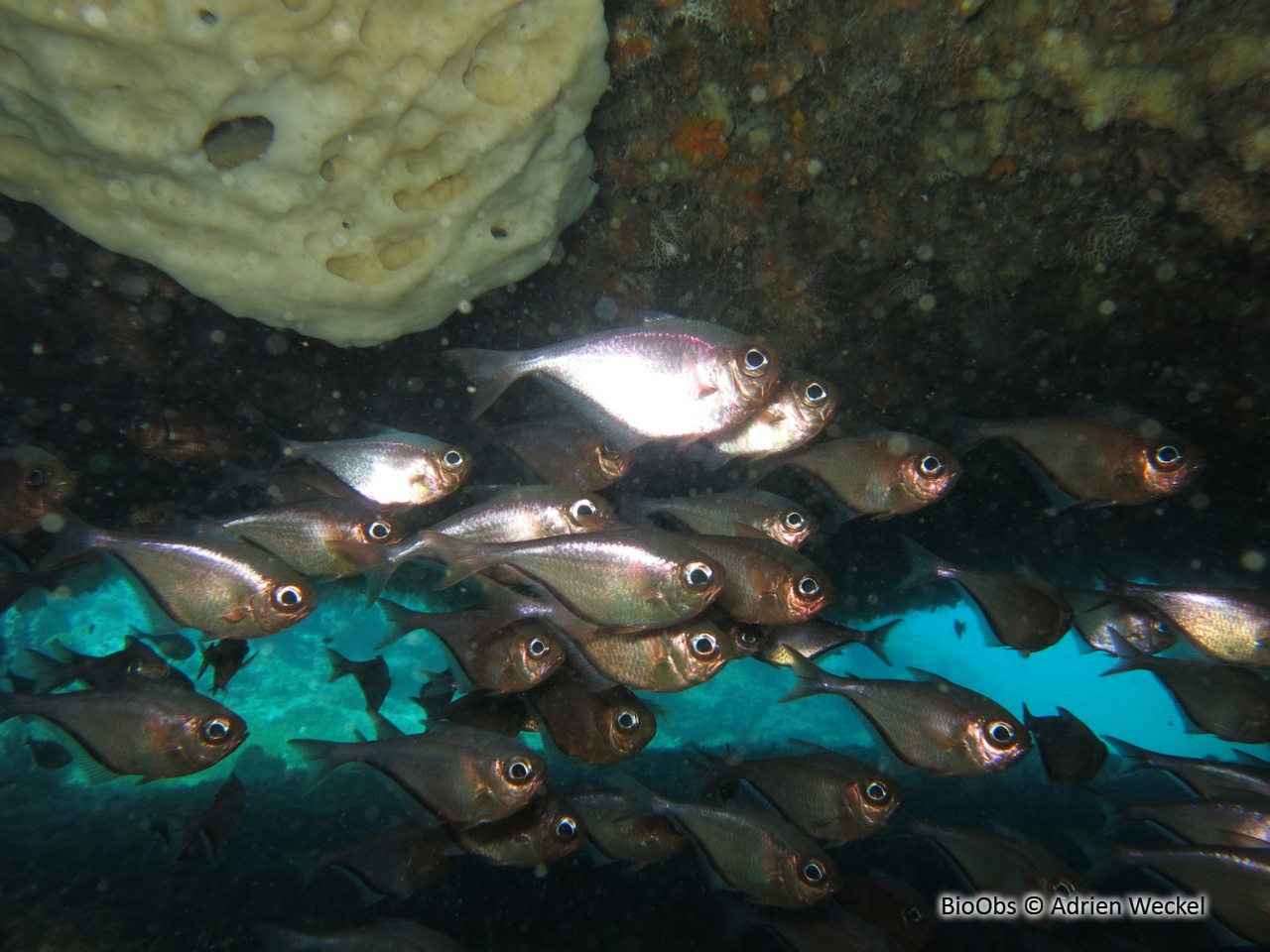 Hachette cuivré - Pempheris schomburgkii - Adrien Weckel - BioObs