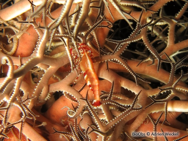 Crevette des Astrophytons - Periclimenes perryae - Adrien Weckel - BioObs