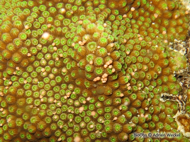Corail-étoilé montagneux - Orbicella faveolata - Adrien Weckel - BioObs