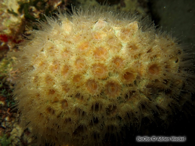 Grand corail étoilé - Montastraea cavernosa - Adrien Weckel - BioObs