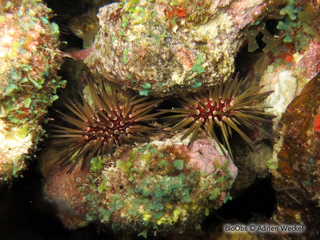 Oursin de récif des antilles - Echinometra viridis - Adrien Weckel - BioObs