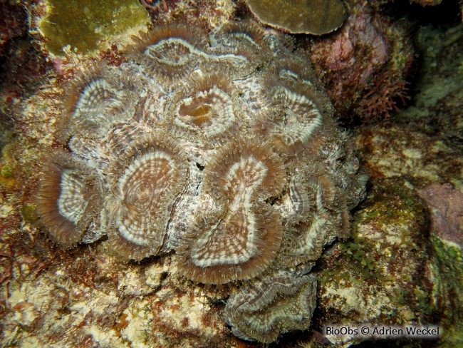 Corail-fleur épineux - Mussa angulosa - Adrien Weckel - BioObs