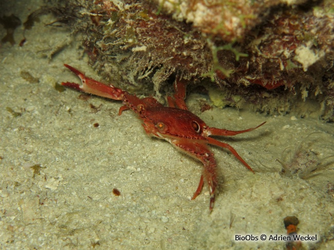 Crabe nageur ocellé - Achelous sebae - Adrien Weckel - BioObs