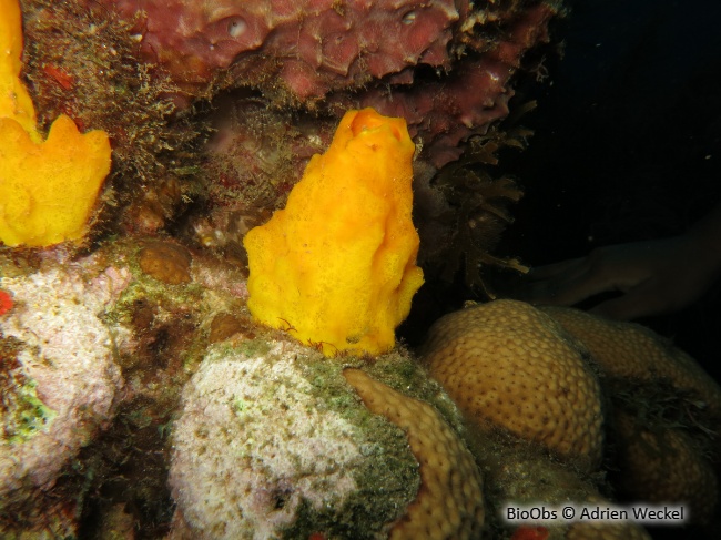 Eponge perforante jaune - Siphonodictyon coralliphagum - Adrien Weckel - BioObs