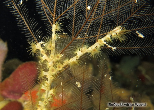 Zoanthaire des hydraires - Hydrozoanthus tunicans - Adrien Weckel - BioObs