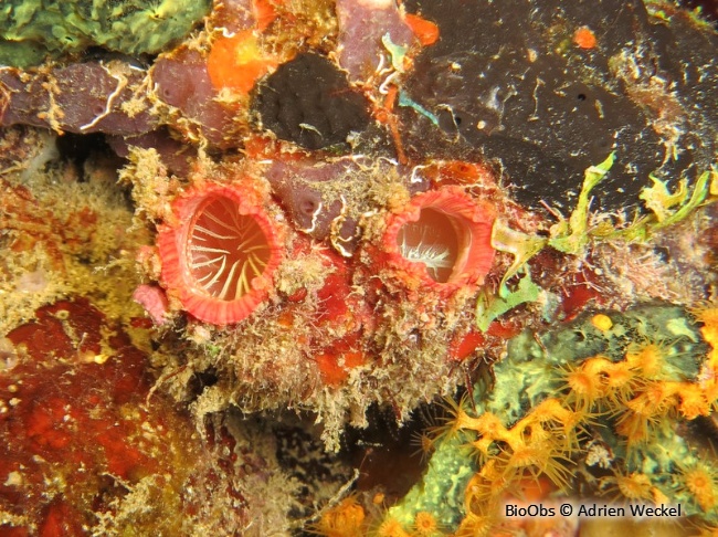 Ascidie géante - Polycarpa spongiabilis - Adrien Weckel - BioObs