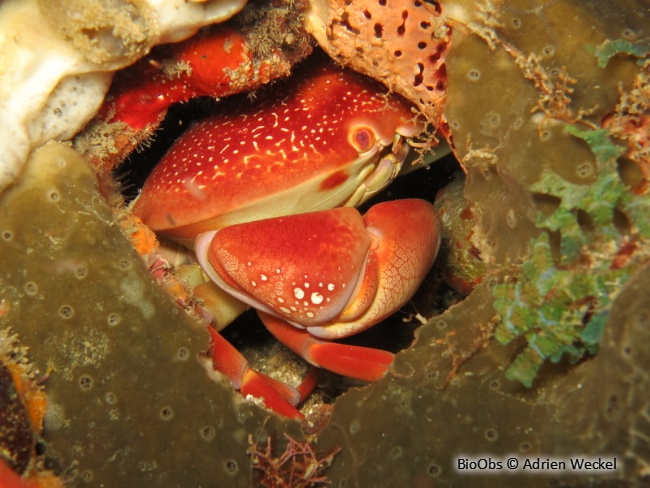 Crabe bombé Antillais - Carpilius corallinus - Adrien Weckel - BioObs
