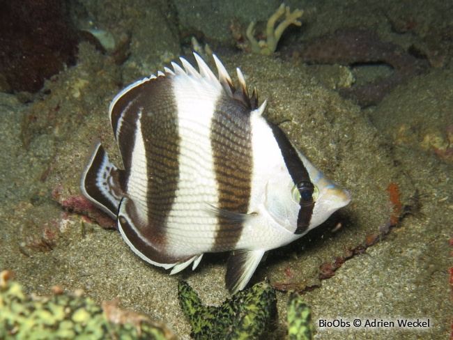 Poisson-papillon strié - Chaetodon striatus - Adrien Weckel - BioObs