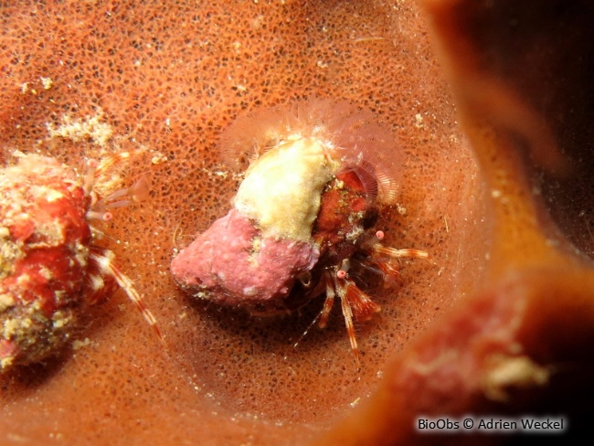 Bernard l'ermite rouge rayé - Phimochirus holthuisi - Adrien Weckel - BioObs