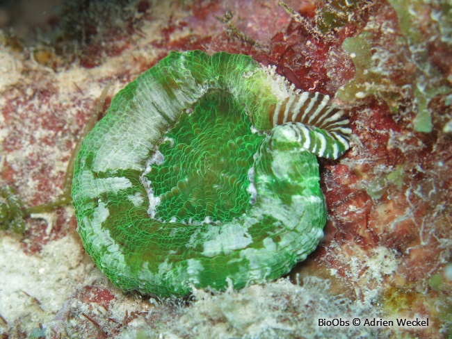 Corail solitaire de Wells - Scolymia wellsii - Adrien Weckel - BioObs