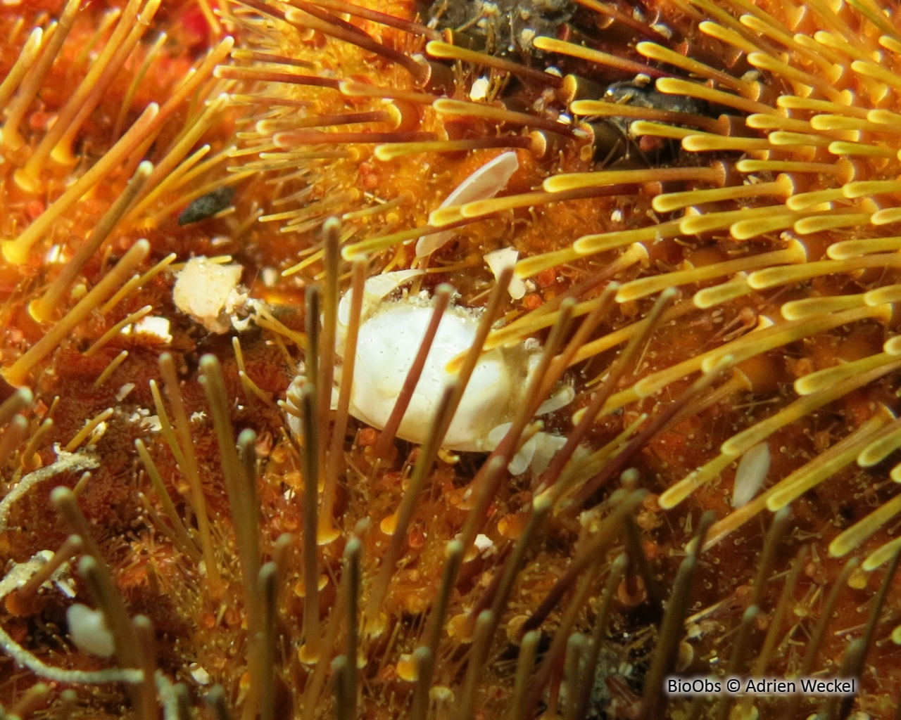 Crabe-pois des spatangues - Dissodactylus primitivus - Adrien Weckel - BioObs