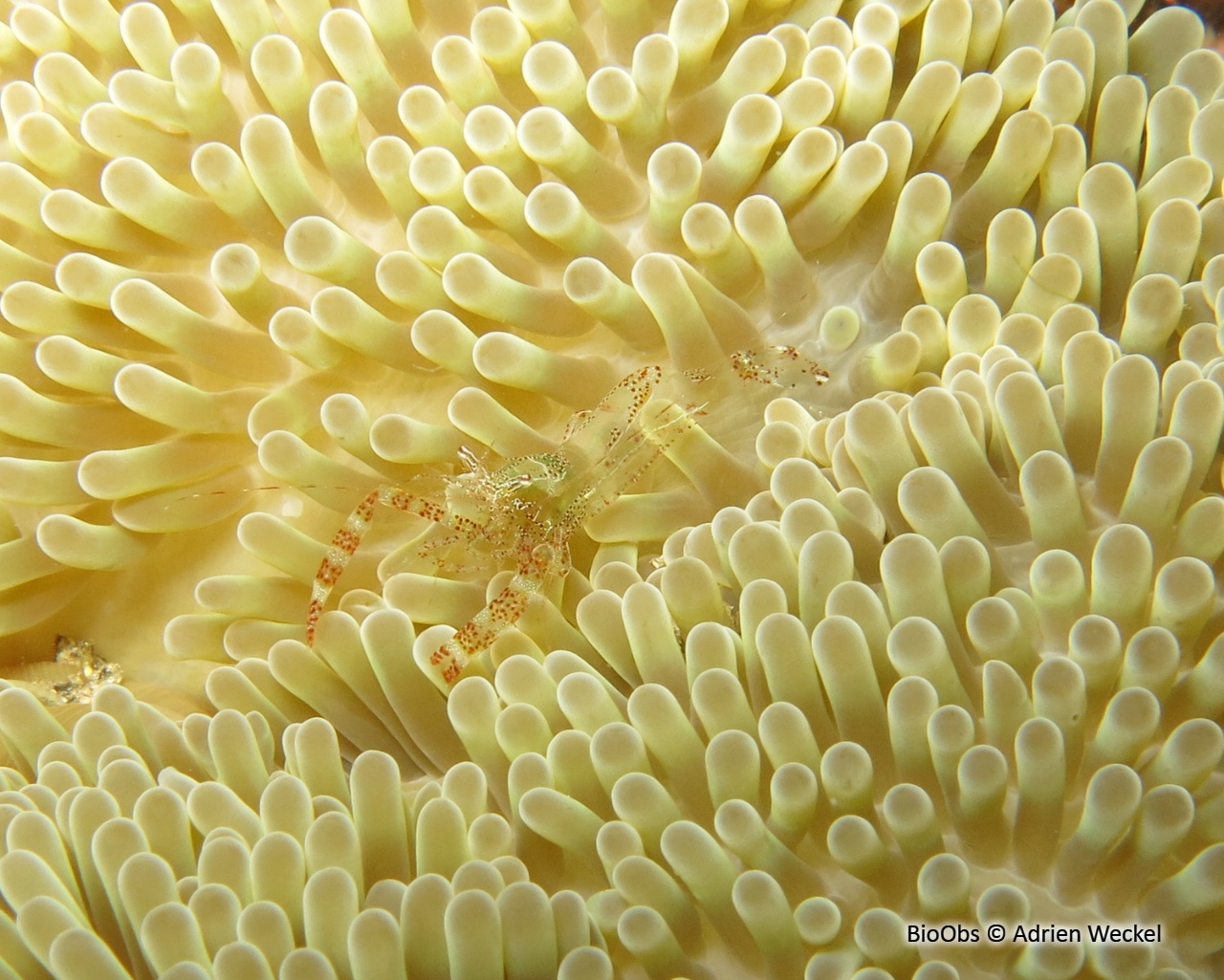 Crevette des anémones-soleil - Periclimenes rathbunae - Adrien Weckel - BioObs