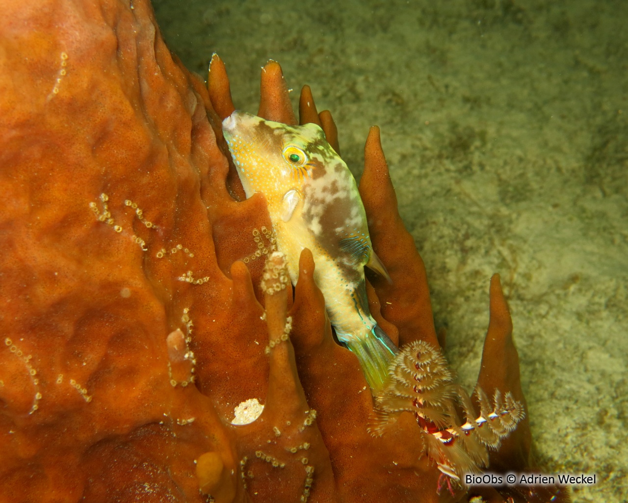 Canthigaster des Caraïbes - Canthigaster rostrata - Adrien Weckel - BioObs