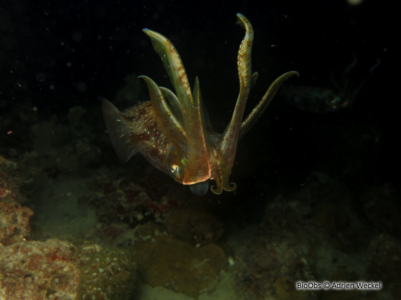 Calmar de récif des Caraïbes - Sepioteuthis sepioidea - Adrien Weckel - BioObs