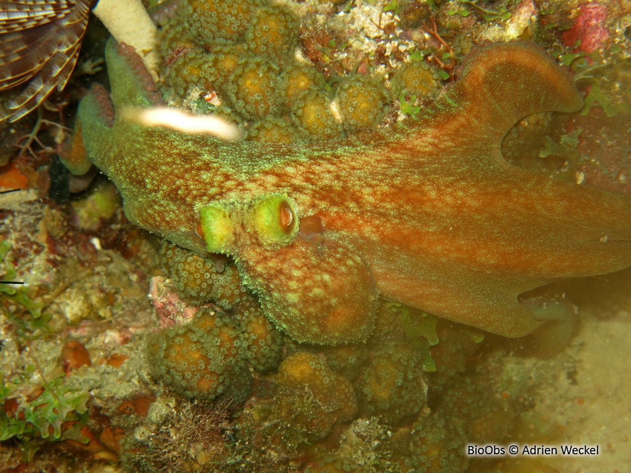 Poulpe de récif des caraïbes - Octopus briareus - Adrien Weckel - BioObs