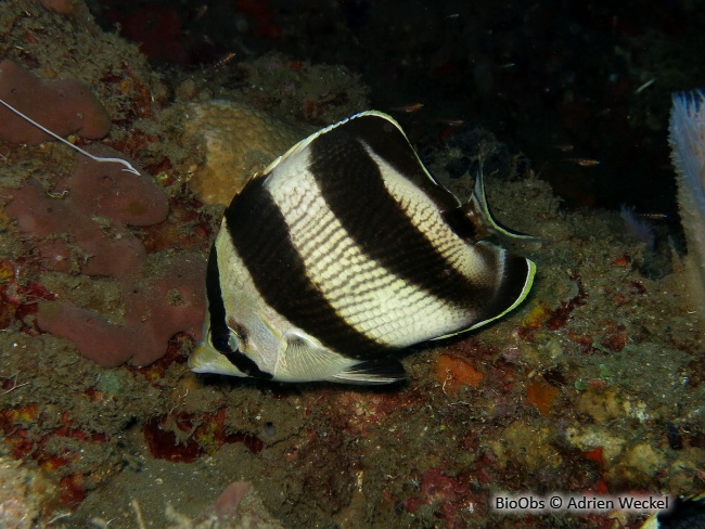 Poisson-papillon strié - Chaetodon striatus - Adrien Weckel - BioObs