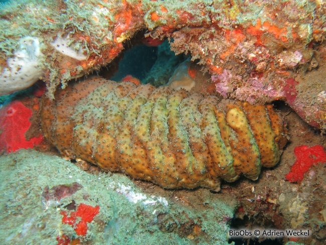 Holothurie mexicaine - Holothuria (Halodeima) mexicana - Adrien Weckel - BioObs