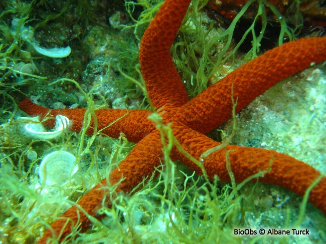 Etoile de mer rouge - Echinaster (Echinaster) sepositus - Albane Turck - BioObs