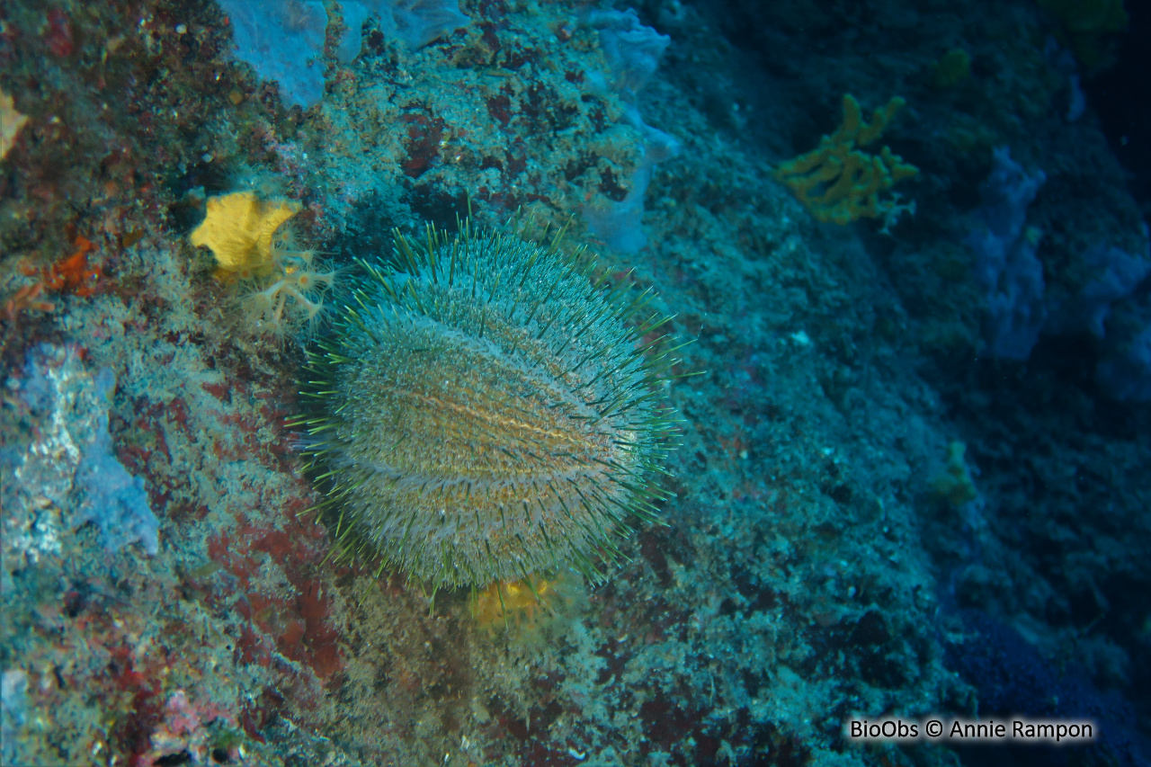Oursin melon - Echinus melo - Annie Rampon - BioObs