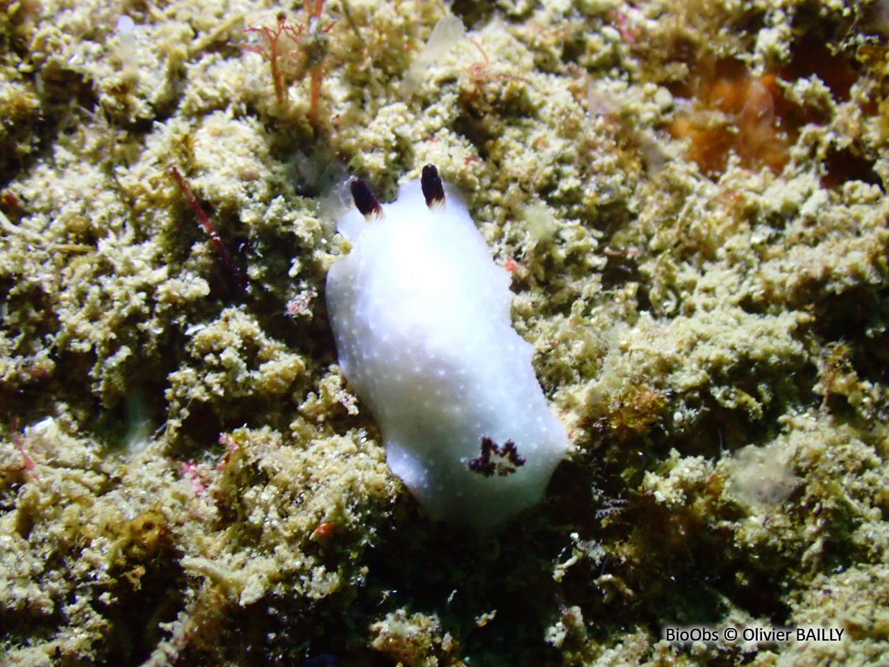Cadline translucide - Cadlina pellucida - Olivier BAILLY - BioObs