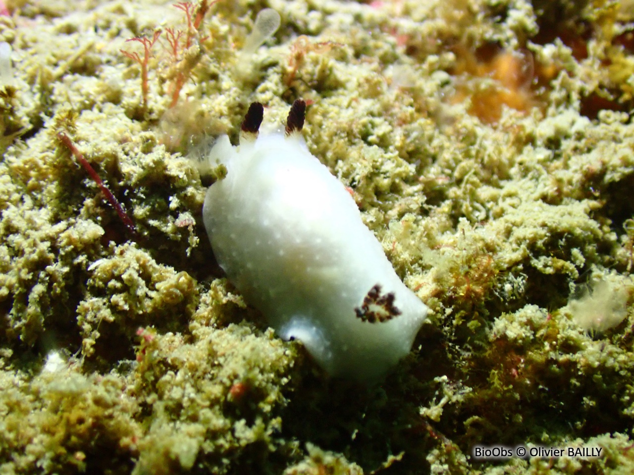 Cadline translucide - Cadlina pellucida - Olivier BAILLY - BioObs