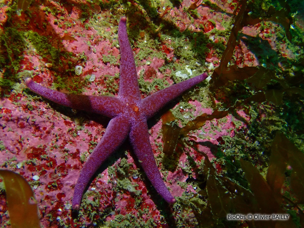 Etoile cuir sanguine - Henricia sanguinolenta - Olivier BAILLY - BioObs