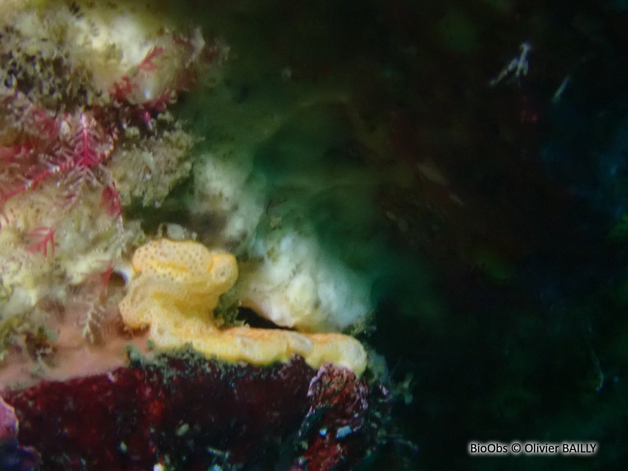 Didemne jaune - Polysyncraton bilobatum - Olivier BAILLY - BioObs